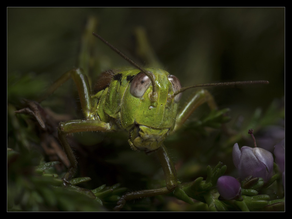 407_Loacker_Guido_0507024_FB1_Heuschrecke.jpg