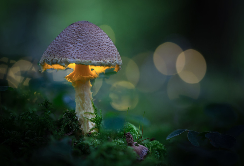 442_Mader_Andreas_5070017_FB4_Pilz.jpg