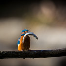 447_Mader_Andreas_5070017_PU1_The Kingfisher.jpg