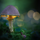 442_Mader_Andreas_5070017_FB4_Pilz.jpg