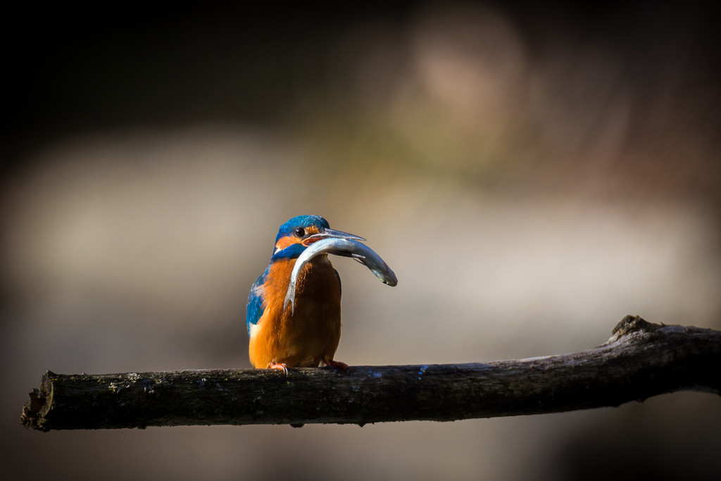 447_Mader_Andreas_5070017_PU1_The Kingfisher.jpg
