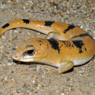 Neuzugang im Haus des Meeres in Wien: Tunesischer Nachtskink eingezogen