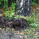 20171009_fmt_baum_droht_auf_strasse_zu_fallen_mw-8.jpg