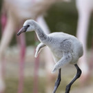 Kindersegen im Tiergarten Schönbrunn: Fünf Rosa Flamingo-Küken 