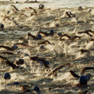 CORRECTION_APTOPIX_Ironman_World_Championship_Triathlon_70672.jpg