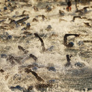 CORRECTION_Ironman_World_Championship_Triathlon_93664.jpg