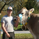 Traditionelle Viehausstellung in der Mühlebachstraße