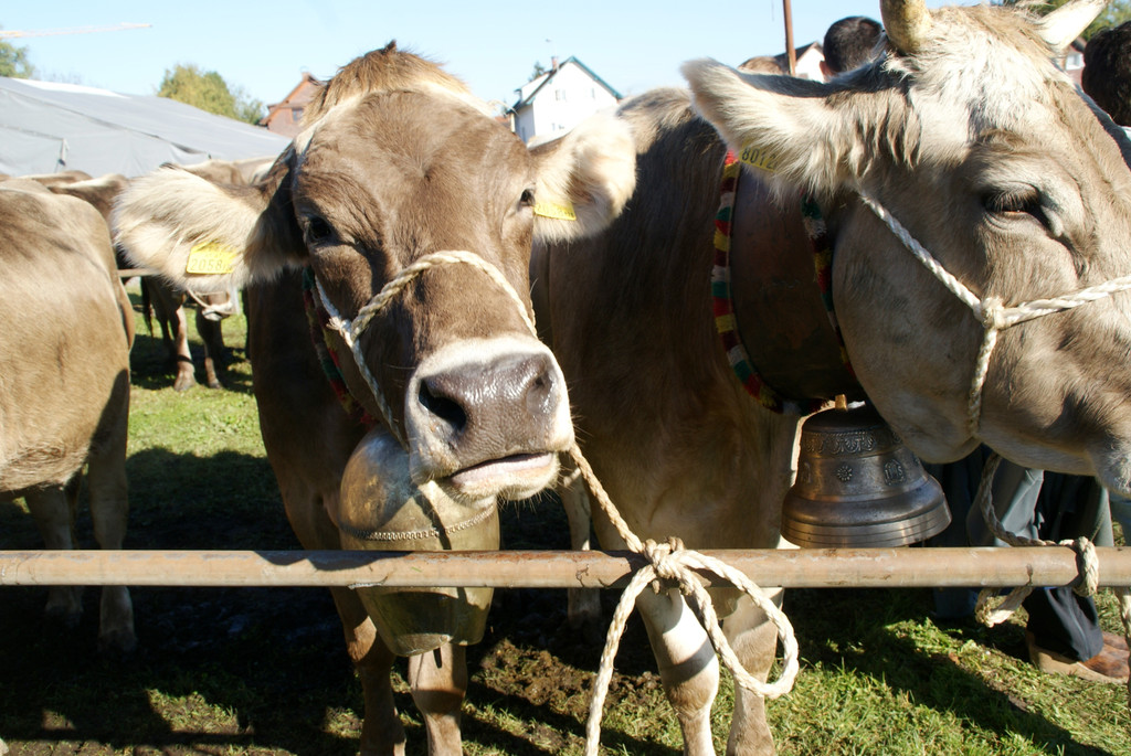 Die Miss Milchkuhtyp wurde gek__rt.JPG