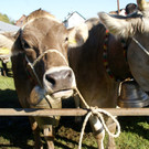 Die Miss Milchkuhtyp wurde gek__rt.JPG
