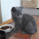 Katze zugelaufen