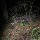 Baden: Völlig entkräfteter Hund aus Obdachlosenlager im Wald gerettet