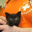 Wiener Tierschutzverein: Kleiner Kater gerettet