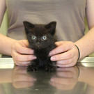 kleiner kater wtv wiener tierschutzverein 3.jpg