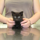 kleiner kater wtv wiener tierschutzverein 4.jpg