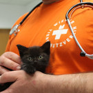 kleiner kater wtv wiener tierschutzverein.jpg