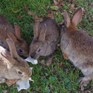 kaninchen.JPG