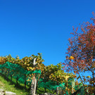 PA170295.JPG