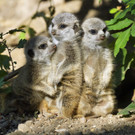 Unerwarteter Nachwuchs bei den Erdmännchen im Tiergarten Schönbrunn