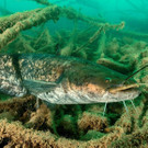 Fisch des Jahres 2018: Der Wels