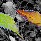 img_0810-aaa.jpg