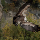 "Gypsi" fliegt mit Salzburger Geiern
