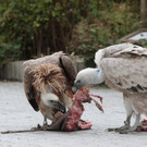 ZooSBG_GeierGypsi_Gundula.jpg