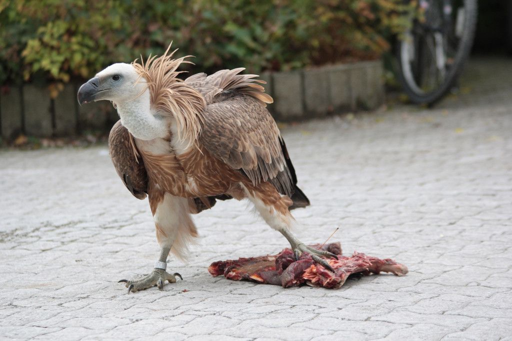 ZooSBG_Gypsi_Jugendkleid.jpg