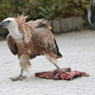 ZooSBG_Gypsi_Jugendkleid.jpg