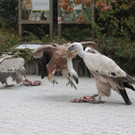 ZooSBG_Gypsi_mittendrin.jpg