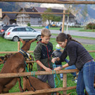 Ziegenpferde 17.jpg