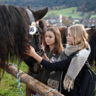 Ziegenpferde 9.jpg