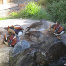 IMG_9802.JPG