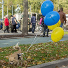 Oesterreichischer Nationalfeiertag 2017 - Wien - 26_10_2017 _224 von 237_.jpg