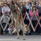 Oesterreichischer Nationalfeiertag 2017 - Wien - 26_10_2017 _229 von 237_.jpg