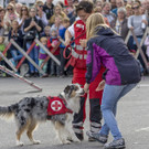 Oesterreichischer Nationalfeiertag 2017 - Wien - 26_10_2017 _241 von 237_.jpg