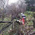 Nach Sturm "Herwart" begannen die Aufräumarbeiten in weiten Teilen Österreichs