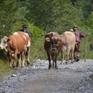 Alpabtrieb Dalaaser Staffel _24_.jpg