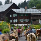 Alpabtrieb Dalaaser Staffel _71_.jpg
