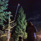 Vorarlberger Weihnachtsbaum für Wien