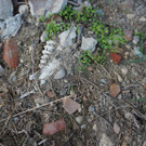 IT-35017 Piombino Dese - Via Zanganili 24_02_Kieferknochen.jpg