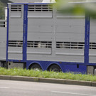 Parkplatz Dornbirn_02 - Kalb schaut raus.jpg