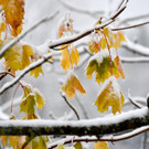 SALZBURG SCHNEEFALL  WINTEREINBRUCH _.jpg
