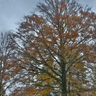 20171106fmt_adventzauber_ta_007.JPG