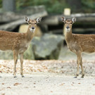 Fast ausgestorbene Vietnam-Sikahirsche leben nun im Tiergarten Schönbrunn in Wien