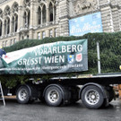 Christbaum am Rathausplatz aufgestellt: Errichtung de Fichte aus Vorarlberg