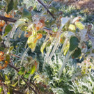 Der Frost zerstörte die Apfelblüten