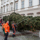 Christbaumaufstellen vor dem Schloss Mirabell