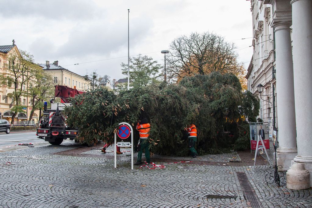 20171113_fmt_christbaum_mirabelle_mw-4.jpg