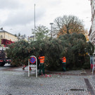 20171113_fmt_christbaum_mirabelle_mw-4.jpg