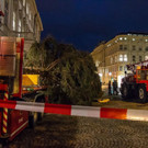 20171113_fmt_christbaum_mirabelle_mw-6.jpg